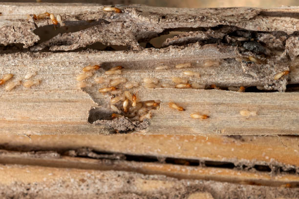 Best Commercial Pest Control Services  in Italy, TX