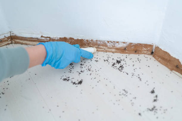 Best Local Pest Control Services  in Italy, TX