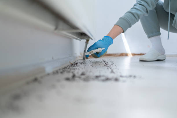 Flea Control Services in Italy, TX